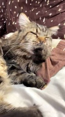 Maine Coon, kedi, büyük kedi, yatak, yatak odası. canlı, aşk, hayvan, oyun, oyun, dinlenme, oda, bak, kürk, yüz, kulaklar, patiler, arkadaş olun, pofuduk, evcil hayvan, uyku, yakışıklı, güzel, arkadaş canlısı, gururlu, yakışıklı, kral, canlı, hayat, aşk