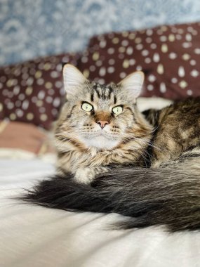 Maine Coon, kedi, büyük kedi, yatak, yatak odası. canlı, aşk, hayvan, oyun, oyun, dinlenme, oda, bak, kürk, yüz, kulaklar, patiler, arkadaş olun, pofuduk, evcil hayvan, uyku, yakışıklı, güzel, arkadaş canlısı, yakışıklı, yakışıklı, kral, canlı, hayat, aşk, Mainecoon 