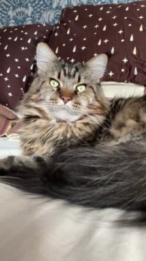 Maine Coon, kedi, büyük kedi, yatak, yatak odası. canlı, aşk, hayvan, oyun, oyun, dinlenme, oda, bak, kürk, yüz, kulaklar, patiler, arkadaş olun, pofuduk, evcil hayvan, uyku, yakışıklı, güzel, arkadaş canlısı, yakışıklı, yakışıklı, kral, canlı, hayat, aşk, Mainecoon 