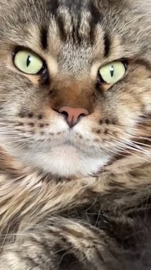 Maine Coon, kedi, büyük kedi, yatak, yatak odası. canlı, aşk, hayvan, oyun, oyun, dinlenme, oda, bak, kürk, yüz, kulaklar, patiler, arkadaş olun, pofuduk, evcil hayvan, uyku, yakışıklı, güzel, arkadaş canlısı, yakışıklı, yakışıklı, kral, canlı, hayat, aşk, Mainecoon 