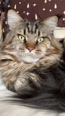 Maine Coon, kedi, büyük kedi, yatak, yatak odası. canlı, aşk, hayvan, oyun, oyun, dinlenme, oda, bak, kürk, yüz, kulaklar, patiler, arkadaş olun, pofuduk, evcil hayvan, uyku, yakışıklı, güzel, arkadaş canlısı, yakışıklı, yakışıklı, kral, canlı, hayat, aşk, Mainecoon 