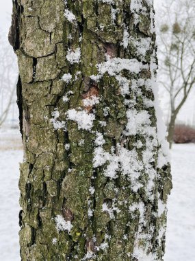Kar, karlı, kış, doğa, soğuk, yürüyüş, bitkiler, kardan adam, aşk, hayat