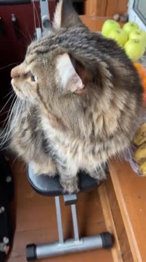 Maine Rakunu, Kedi, Büyük Kedi, Hayvan, Oyun, Dinlenme, Masa, Bakış, Kürk, Kulaklar, Pençe, Arkadaş, Tüylü, Evcil, Yakışıklı, Arkadaş, Gururlu, Yakışıklı, Kral, Yaşama, Aşk, Kediler, Evcil hayvanlar, Mainecoon, Maine Rakunları,
