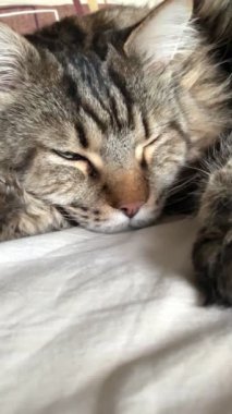 Maine Rakunu, Kedi, Büyük Kedi, Hayvan, Oyun, Dinlenme, Bakış, Kürk, Ağız, Kulak, Pençe, Arkadaş, Arkadaş, Tüylü, Evcil, Yakışıklı, Güzel, Arkadaş, Gururlu, Uyku, Rüya, Kral, Canlı, Hayat, Aşk, Mainecoon 