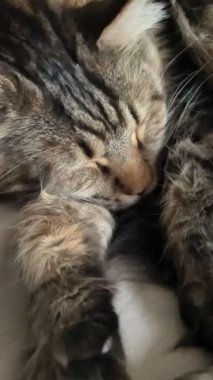 Maine Rakunu, Kedi, Büyük Kedi, Hayvan, Oyun, Dinlenme, Bakış, Kürk, Ağız, Kulak, Pençe, Arkadaş, Arkadaş, Tüylü, Evcil, Yakışıklı, Güzel, Arkadaş, Gururlu, Uyku, Rüya, Kral, Canlı, Hayat, Aşk, Mainecoon 