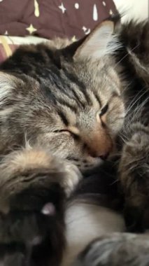 Maine Rakunu, Kedi, Büyük Kedi, Hayvan, Oyun, Dinlenme, Bakış, Kürk, Ağız, Kulak, Pençe, Arkadaş, Arkadaş, Tüylü, Evcil, Yakışıklı, Güzel, Arkadaş, Gururlu, Uyku, Rüya, Kral, Canlı, Hayat, Aşk, Mainecoon 