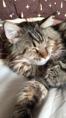 Maine Rakunu, Kedi, Büyük Kedi, Hayvan, Oyun, Dinlenme, Bakış, Kürk, Ağız, Kulak, Pençe, Arkadaş, Arkadaş, Tüylü, Evcil, Yakışıklı, Güzel, Arkadaş, Gururlu, Uyku, Rüya, Kral, Canlı, Hayat, Aşk, Mainecoon 