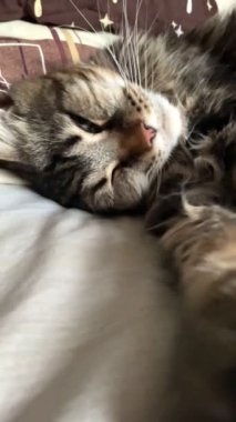 Maine Rakunu, Kedi, Büyük Kedi, Hayvan, Oyun, Dinlenme, Bakış, Kürk, Ağız, Kulak, Pençe, Arkadaş, Arkadaş, Tüylü, Evcil, Yakışıklı, Güzel, Arkadaş, Gururlu, Uyku, Rüya, Kral, Canlı, Hayat, Aşk, Mainecoon 