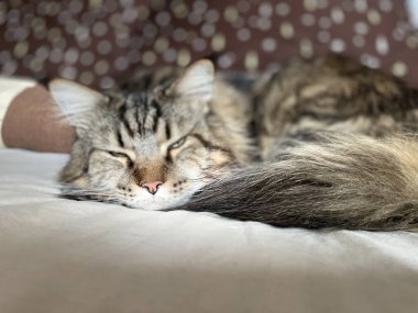 kedi, kedi, kedi, kedi, kedi, kedi sevici, kedi sevici, şirin, tüylü, komik kediler, miyav, evcil hayvan, tüylü arkadaş, komik kedi, çılgın kedi, lolcats, güzel kedi, majesticcat, noel masscat, cadılar bayramı kedisi, aşk, canlı, hayvan, Mainecoon Mainecoons, Maine