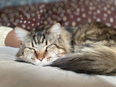 kedi, kedi, kedi, kedi, kedi, kedi sevici, kedi sevici, şirin, tüylü, komik kediler, miyav, evcil hayvan, tüylü arkadaş, komik kedi, çılgın kedi, lolcats, güzel kedi, majesticcat, noel masscat, cadılar bayramı kedisi, aşk, canlı, hayvan, Mainecoon Mainecoons, Maine