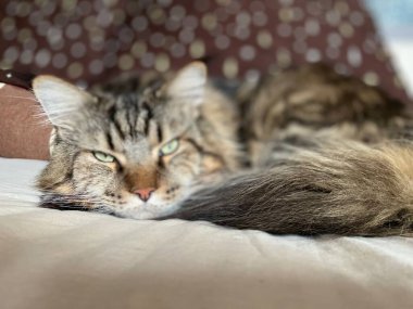 kedi, kedi, kedi, kedi, kedi, kedi sevici, kedi sevici, şirin, tüylü, komik kediler, miyav, evcil hayvan, tüylü arkadaş, komik kedi, çılgın kedi, lolcats, güzel kedi, majesticcat, noel masscat, cadılar bayramı kedisi, aşk, canlı, hayvan, Mainecoon Mainecoons, Maine