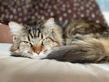 kedi, kedi, kedi, kedi, kedi, kedi sevici, kedi sevici, şirin, tüylü, komik kediler, miyav, evcil hayvan, tüylü arkadaş, komik kedi, çılgın kedi, lolcats, güzel kedi, majesticcat, noel masscat, cadılar bayramı kedisi, aşk, canlı, hayvan, Mainecoon Mainecoons, Maine