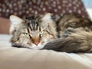 kedi, kedi, kedi, kedi, kedi, kedi sevici, kedi sevici, şirin, tüylü, komik kediler, miyav, evcil hayvan, tüylü arkadaş, komik kedi, çılgın kedi, lolcats, güzel kedi, majesticcat, noel masscat, cadılar bayramı kedisi, aşk, canlı, hayvan, Mainecoon Mainecoons, Maine