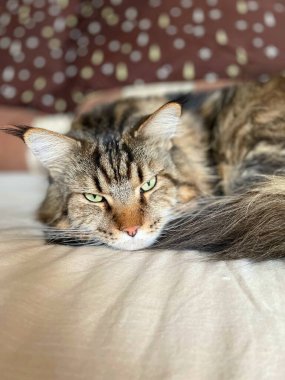 kedi, kedi, kedi, kedi, kedi, kedi sevici, kedi sevici, şirin, tüylü, komik kediler, miyav, evcil hayvan, tüylü arkadaş, komik kedi, çılgın kedi, lolcats, güzel kedi, majesticcat, noel masscat, cadılar bayramı kedisi, aşk, canlı, hayvan, Mainecoon Mainecoons, Maine