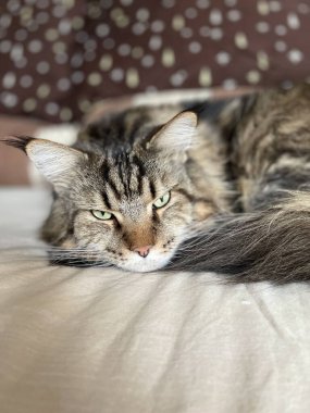 kedi, kedi, kedi, kedi, kedi, kedi sevici, kedi sevici, şirin, tüylü, komik kediler, miyav, evcil hayvan, tüylü arkadaş, komik kedi, çılgın kedi, lolcats, güzel kedi, majesticcat, noel masscat, cadılar bayramı kedisi, aşk, canlı, hayvan, Mainecoon Mainecoons, Maine