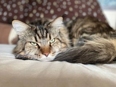 kedi, kedi, kedi, kedi, kedi, kedi sevici, kedi sevici, şirin, tüylü, komik kediler, miyav, evcil hayvan, tüylü arkadaş, komik kedi, çılgın kedi, lolcats, güzel kedi, majesticcat, noel masscat, cadılar bayramı kedisi, aşk, canlı, hayvan, Mainecoon Mainecoons, Maine