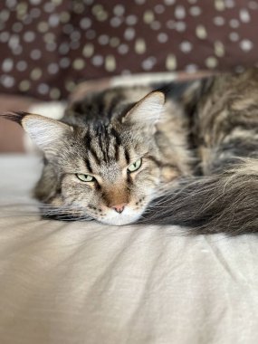 kedi, kedi, kedi, kedi, kedi, kedi sevici, kedi sevici, şirin, tüylü, komik kediler, miyav, evcil hayvan, tüylü arkadaş, komik kedi, çılgın kedi, lolcats, güzel kedi, majesticcat, noel masscat, cadılar bayramı kedisi, aşk, canlı, hayvan, Mainecoon Mainecoons, Maine