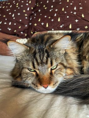 kedi, kedi, kedi, kedi, kedi, kedi sevici, kedi sevici, şirin, tüylü, komik kediler, miyav, evcil hayvan, tüylü arkadaş, komik kedi, çılgın kedi, lolcats, güzel kedi, majesticcat, noel masscat, cadılar bayramı kedisi, aşk, canlı, hayvan, Mainecoon Mainecoons, Maine