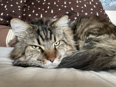 kedi, kedi, kedi, kedi, kedi, kedi sevici, kedi sevici, şirin, tüylü, komik kediler, miyav, evcil hayvan, tüylü arkadaş, komik kedi, çılgın kedi, lolcats, güzel kedi, majesticcat, noel masscat, cadılar bayramı kedisi, aşk, canlı, hayvan, Mainecoon Mainecoons, Maine