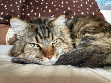 kedi, kedi, kedi, kedi, kedi, kedi sevici, kedi sevici, şirin, tüylü, komik kediler, miyav, evcil hayvan, tüylü arkadaş, komik kedi, çılgın kedi, lolcats, güzel kedi, majesticcat, noel masscat, cadılar bayramı kedisi, aşk, canlı, hayvan, Mainecoon Mainecoons, Maine