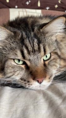 kedi, kedi, kedi, kedi, kedi sever, kedi-kedi-kedi, kedi-kedi, kedi-kedi, sevimli, sevimli, tüylü, komik kediler, miyav, evcil hayvanlar, tüylü arkadaş, komik kedi, çılgın kedi, lolipop, güzel kedi, fotojenik kedi, Noel kedisi, cadılar bayramı kedisi, aşk, canlı, hayvan, Mainecoon kedisi,