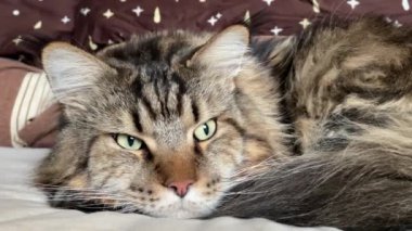 kedi, kedi, kedi, kedi, kedi sever, kedi-kedi-kedi, kedi-kedi, kedi-kedi, sevimli, sevimli, tüylü, komik kediler, miyav, evcil hayvanlar, tüylü arkadaş, komik kedi, çılgın kedi, lolipop, güzel kedi, fotojenik kedi, Noel kedisi, cadılar bayramı kedisi, aşk, canlı, hayvan, Mainecoon kedisi,