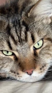 kedi, kedi, kedi, kedi, kedi sever, kedi-kedi-kedi, kedi-kedi, kedi-kedi, sevimli, sevimli, tüylü, komik kediler, miyav, evcil hayvanlar, tüylü arkadaş, komik kedi, çılgın kedi, lolipop, güzel kedi, fotojenik kedi, Noel kedisi, cadılar bayramı kedisi, aşk, canlı, hayvan, Mainecoon kedisi,