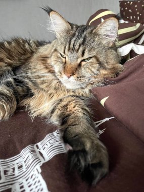 Maine Rakun, Kedi, Büyük Kedi, Hayvan, Oyun, Dinlenme, Bakış, Kürk, Yüz, Kulaklar, Pençe, Arkadaş Olun, Tüylü, Hayvan, Ev, Yakışıklı, Güzel, Arkadaş, Gururlu, Rüya, Rüya, Kral, Yaşama, Aşk, Uyku, Yatak, Yatak, Bakım 