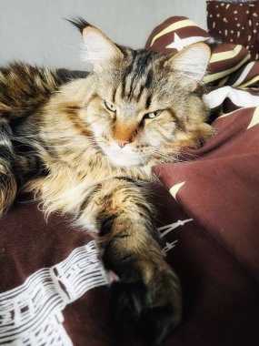 Maine Rakun, Kedi, Büyük Kedi, Hayvan, Oyun, Dinlenme, Bakış, Kürk, Yüz, Kulaklar, Pençe, Arkadaş Olun, Tüylü, Hayvan, Ev, Yakışıklı, Güzel, Arkadaş, Gururlu, Rüya, Rüya, Kral, Yaşama, Aşk, Uyku, Yatak, Yatak, Bakım 