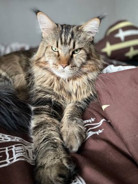 Maine Rakun, Kedi, Büyük Kedi, Hayvan, Oyun, Dinlenme, Bakış, Kürk, Yüz, Kulaklar, Pençe, Arkadaş Olun, Tüylü, Hayvan, Ev, Yakışıklı, Güzel, Arkadaş, Gururlu, Rüya, Rüya, Kral, Yaşama, Aşk, Uyku, Yatak, Yatak, Bakım 