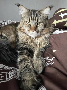 Maine Rakun, Kedi, Büyük Kedi, Hayvan, Oyun, Dinlenme, Bakış, Kürk, Yüz, Kulaklar, Pençe, Arkadaş Olun, Tüylü, Hayvan, Ev, Yakışıklı, Güzel, Arkadaş, Gururlu, Rüya, Rüya, Kral, Yaşama, Aşk, Uyku, Yatak, Yatak, Bakım 