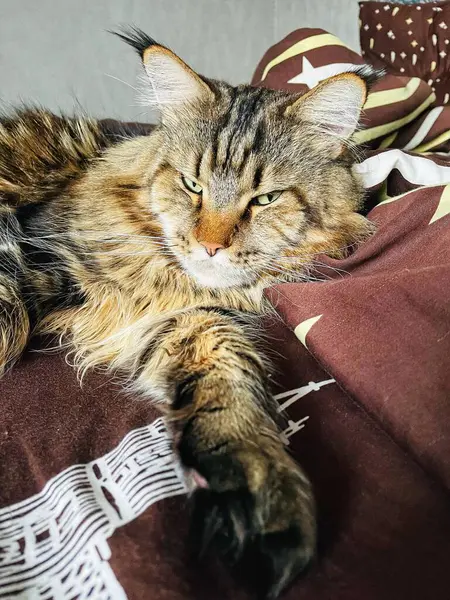 Maine Rakun, Kedi, Büyük Kedi, Hayvan, Oyun, Dinlenme, Bakış, Kürk, Yüz, Kulaklar, Pençe, Arkadaş Olun, Tüylü, Hayvan, Ev, Yakışıklı, Güzel, Arkadaş, Gururlu, Rüya, Rüya, Kral, Yaşama, Aşk, Uyku, Yatak, Yatak, Bakım 