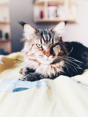 Maine Rakunu, Kediler, Büyük Kedi, Hayvan, Oyun, Dinlenme, Bakış, Kürk, Yüz, Kulak, Pençe, Arkadaş, Arkadaş Olun, Pofuduk, Ev, Yakışıklı, Güzel, Arkadaş, Gururlu, Uyku, Rüya, Kral, Canlı, Hayat, Aşk, Yatak, Yatak,