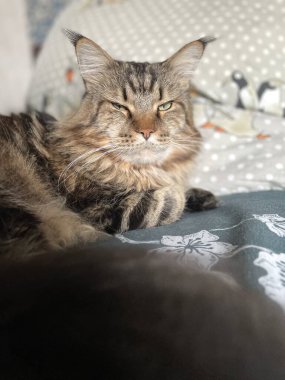 Maine Rakunu, Kediler, Büyük Kedi, Hayvan, Oyun, Dinlenme, Bakış, Kürk, Yüz, Kulak, Pençe, Arkadaş, Arkadaş Olun, Pofuduk, Ev, Yakışıklı, Güzel, Arkadaş, Gururlu, Uyku, Rüya, Kral, Canlı, Hayat, Aşk, Yatak, Yatak,