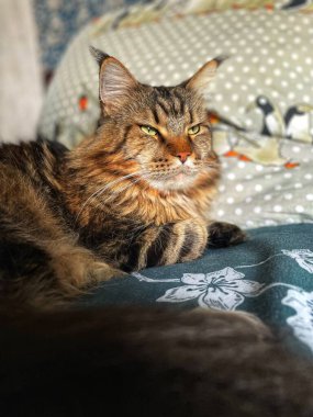 Maine Rakunu, Kediler, Büyük Kedi, Hayvan, Oyun, Dinlenme, Bakış, Kürk, Yüz, Kulak, Pençe, Arkadaş, Arkadaş Olun, Pofuduk, Ev, Yakışıklı, Güzel, Arkadaş, Gururlu, Uyku, Rüya, Kral, Canlı, Hayat, Aşk, Yatak, Yatak,