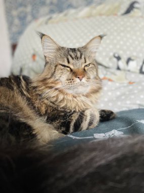 Maine Rakunu, Kediler, Büyük Kedi, Hayvan, Oyun, Dinlenme, Bakış, Kürk, Yüz, Kulak, Pençe, Arkadaş, Arkadaş Olun, Pofuduk, Ev, Yakışıklı, Güzel, Arkadaş, Gururlu, Uyku, Rüya, Kral, Canlı, Hayat, Aşk, Yatak, Yatak,