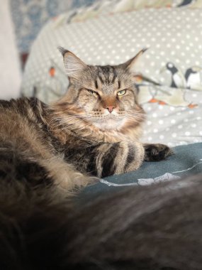 Maine Rakunu, Kediler, Büyük Kedi, Hayvan, Oyun, Dinlenme, Bakış, Kürk, Yüz, Kulak, Pençe, Arkadaş, Arkadaş Olun, Pofuduk, Ev, Yakışıklı, Güzel, Arkadaş, Gururlu, Uyku, Rüya, Kral, Canlı, Hayat, Aşk, Yatak, Yatak,