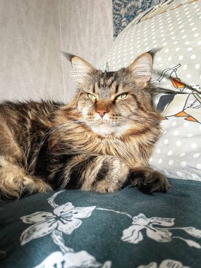 Maine Rakunu, Kediler, Büyük Kedi, Hayvan, Oyun, Dinlenme, Bakış, Kürk, Yüz, Kulak, Pençe, Arkadaş, Arkadaş Olun, Pofuduk, Ev, Yakışıklı, Güzel, Arkadaş, Gururlu, Uyku, Rüya, Kral, Canlı, Hayat, Aşk, Yatak, Yatak,