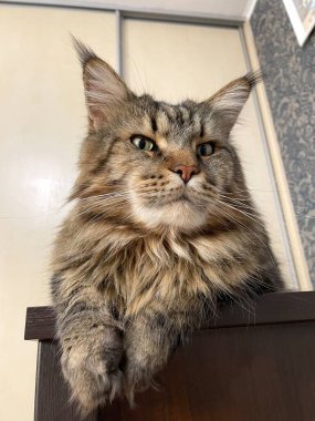 Maine Rakunu, Kediler, Büyük Kedi, Hayvan, Oyun, Dinlenme, Bakış, Kürk, Ağızlık, Kulaklar, Pençe, Arkadaş Olun, Tüylü, Oyun, Oyun, Evcil Hayvan, Yakışıklı, Güzel, Gururlu, Uyku, Rüya, Kral, Canlı, Hayat, Aşk