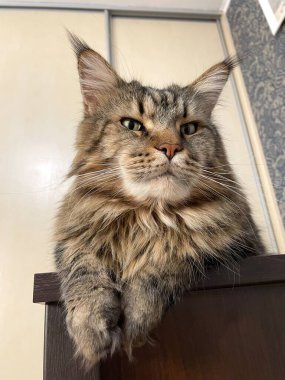 Maine Coon, cats, big cat, animal, game, rest, look, fur, muzzle, ears, paws, friend, be friends, fluffy, game, play, pet, home, handsome, beautiful, friendly, proud, sleep, dream, king, alive, life, love clipart