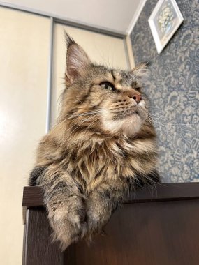 Maine Rakunu, Kediler, Büyük Kedi, Hayvan, Oyun, Dinlenme, Bakış, Kürk, Ağızlık, Kulaklar, Pençe, Arkadaş Olun, Tüylü, Oyun, Oyun, Evcil Hayvan, Yakışıklı, Güzel, Gururlu, Uyku, Rüya, Kral, Canlı, Hayat, Aşk