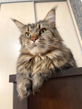 Maine Rakunu, Kediler, Büyük Kedi, Hayvan, Oyun, Dinlenme, Bakış, Kürk, Ağızlık, Kulaklar, Pençe, Arkadaş Olun, Tüylü, Oyun, Oyun, Evcil Hayvan, Yakışıklı, Güzel, Gururlu, Uyku, Rüya, Kral, Canlı, Hayat, Aşk