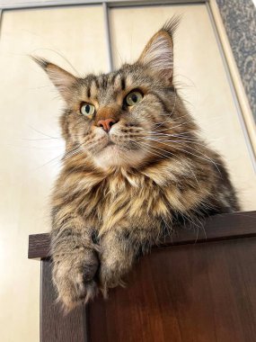 Maine Rakunu, Kediler, Büyük Kedi, Hayvan, Oyun, Dinlenme, Bakış, Kürk, Ağızlık, Kulaklar, Pençe, Arkadaş Olun, Tüylü, Oyun, Oyun, Evcil Hayvan, Yakışıklı, Güzel, Gururlu, Uyku, Rüya, Kral, Canlı, Hayat, Aşk