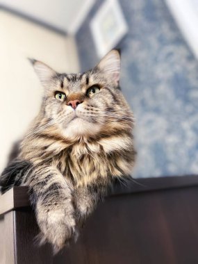 Maine Rakunu, Kediler, Büyük Kedi, Hayvan, Oyun, Dinlenme, Bakış, Kürk, Ağızlık, Kulaklar, Pençe, Arkadaş Olun, Tüylü, Oyun, Oyun, Evcil Hayvan, Yakışıklı, Güzel, Gururlu, Uyku, Rüya, Kral, Canlı, Hayat, Aşk