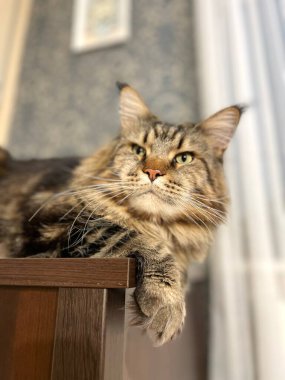 Maine Rakunu, Kediler, Büyük Kedi, Hayvan, Oyun, Dinlenme, Bakış, Kürk, Ağızlık, Kulaklar, Pençe, Arkadaş Olun, Tüylü, Oyun, Oyun, Evcil Hayvan, Yakışıklı, Güzel, Gururlu, Uyku, Rüya, Kral, Canlı, Hayat, Aşk