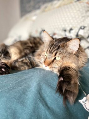 Maine Rakunu, Kediler, Büyük Kedi, Hayvan, Oyun, Dinlenme, Bakış, Kürk, Ağızlık, Kulaklar, Pençe, Arkadaş Olun, Tüylü, Oyun, Oyun, Evcil Hayvan, Yakışıklı, Güzel, Gururlu, Uyku, Rüya, Kral, Canlı, Hayat, Aşk