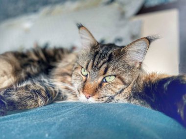 Maine Rakunu, Kediler, Büyük Kedi, Hayvan, Oyun, Dinlenme, Bakış, Kürk, Ağızlık, Kulaklar, Pençe, Arkadaş Olun, Tüylü, Oyun, Oyun, Evcil Hayvan, Yakışıklı, Güzel, Gururlu, Uyku, Rüya, Kral, Canlı, Hayat, Aşk