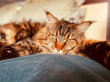 Maine Rakunu, Kediler, Büyük Kedi, Hayvan, Oyun, Dinlenme, Bakış, Kürk, Ağızlık, Kulaklar, Pençe, Arkadaş Olun, Tüylü, Oyun, Oyun, Evcil Hayvan, Yakışıklı, Güzel, Gururlu, Uyku, Rüya, Kral, Canlı, Hayat, Aşk