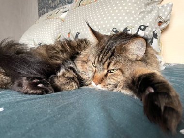 Maine Rakunu, Kediler, Büyük Kedi, Hayvan, Oyun, Dinlenme, Bakış, Kürk, Ağızlık, Kulaklar, Pençe, Arkadaş Olun, Tüylü, Oyun, Oyun, Evcil Hayvan, Yakışıklı, Güzel, Gururlu, Uyku, Rüya, Kral, Canlı, Hayat, Aşk