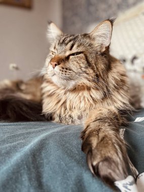 Maine Rakunu, Kediler, Büyük Kedi, Hayvan, Oyun, Dinlenme, Bakış, Kürk, Ağızlık, Kulaklar, Pençe, Arkadaş Olun, Tüylü, Oyun, Oyun, Evcil Hayvan, Yakışıklı, Güzel, Gururlu, Uyku, Rüya, Kral, Canlı, Hayat, Aşk